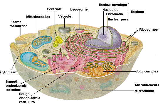 Cell Diagram  U2013 Bdfa